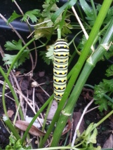 Eastern swallowtail caterpillar 8.15